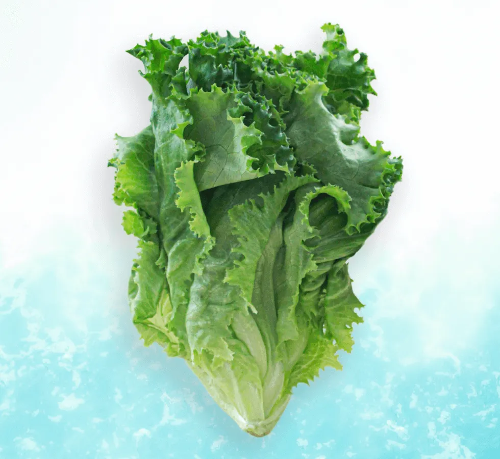 レタス