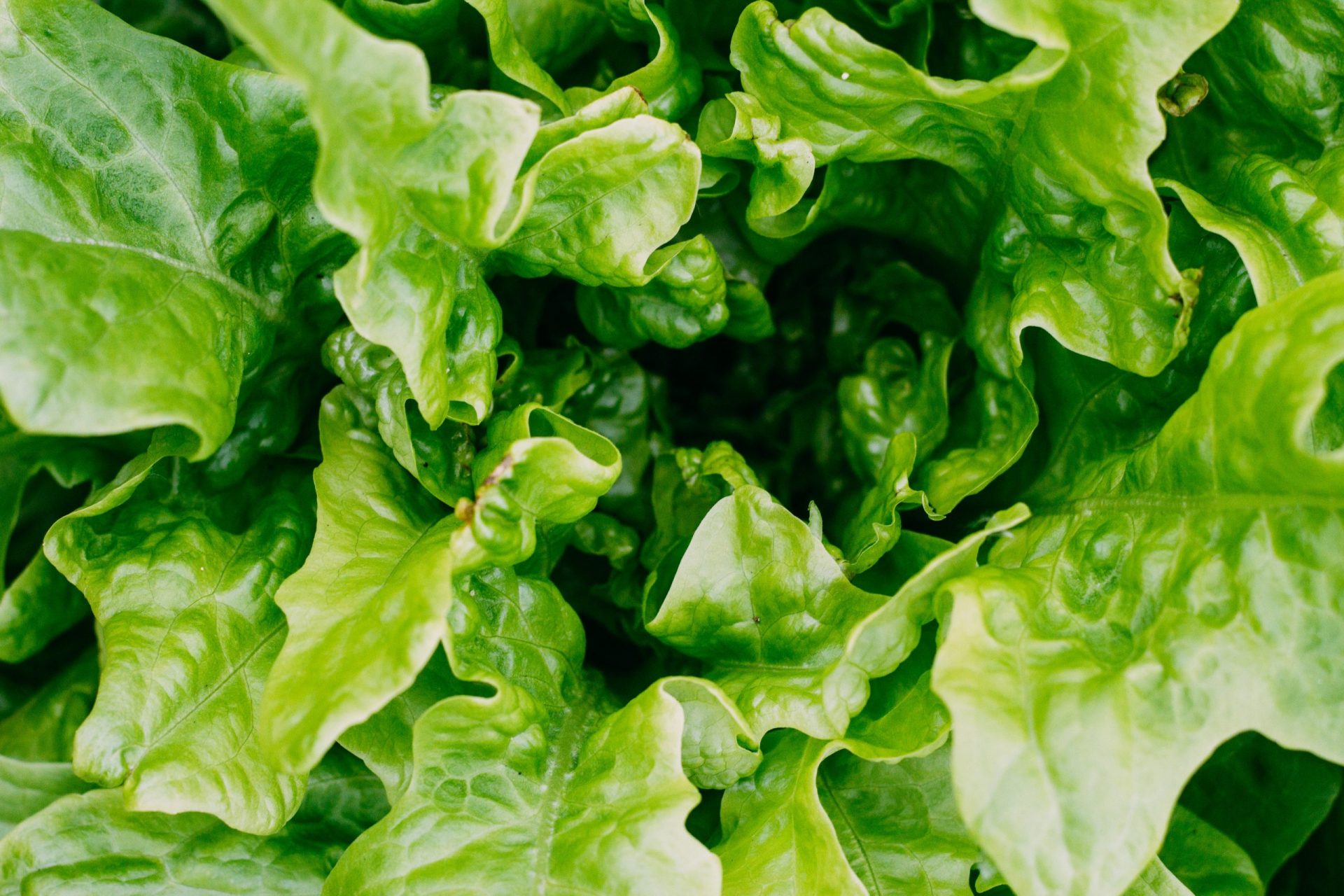 The Unlimited Lettuce Recipes
