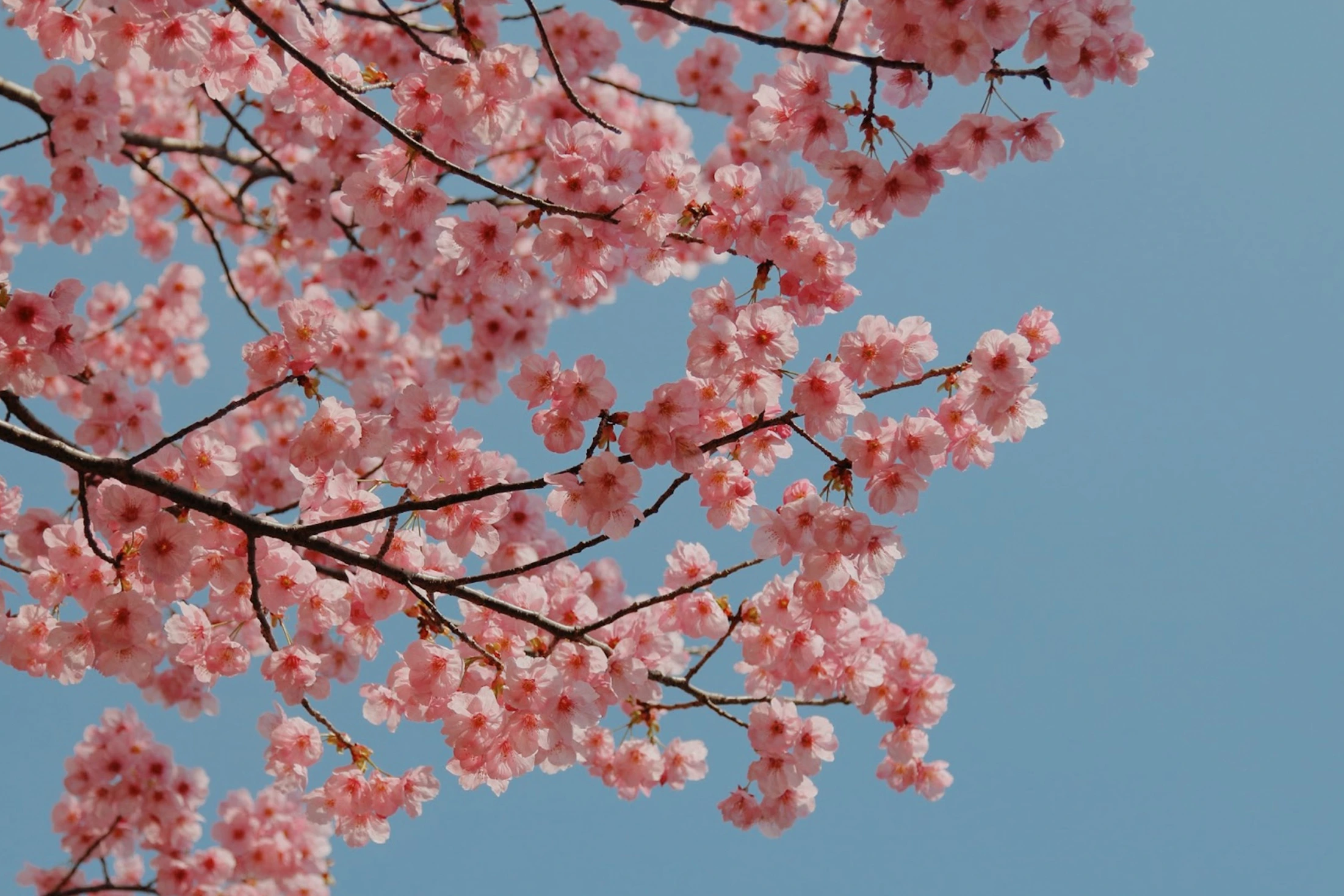 ひな祭りに「桃の花」が飾れなくなる？地球温暖化が及ぼす影響とは